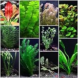 10 Species Live Aquarium Plants Package - Anacharis, Swords, Vallisneria and More!