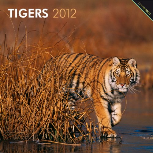 Tigers 2012 Square 12X12 Wall Calendar