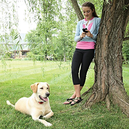 Petsafe Stubborn Dog Wireless Receiver Collar Dog Training
