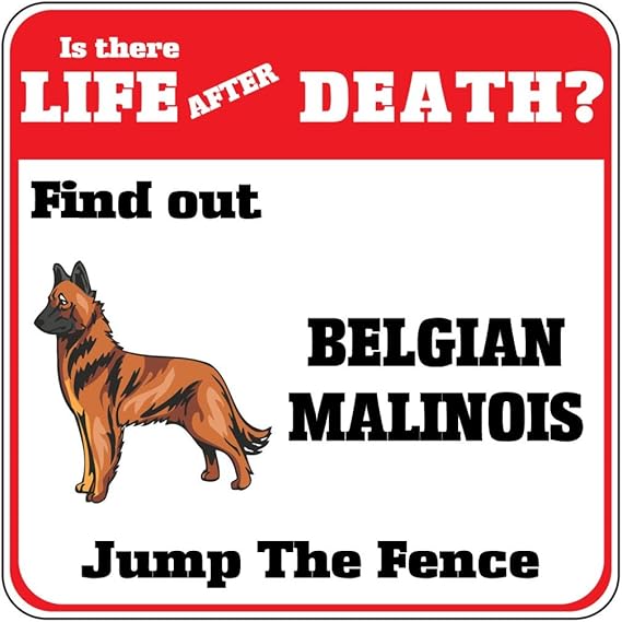 malinois jumping wall