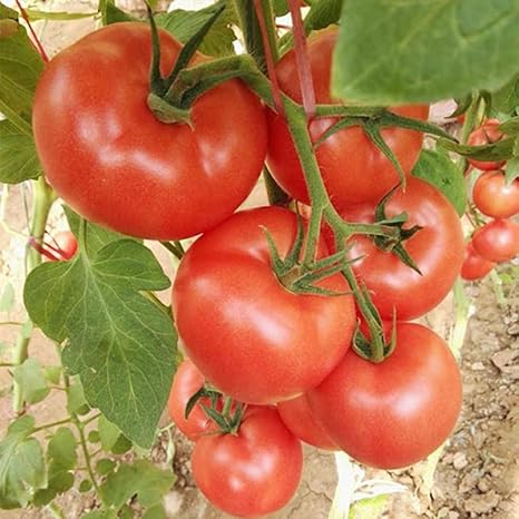 Amazon トマト苗 らくらく大玉トマト 単為結果品種 野菜苗 9cmポット自根苗 2個セット 大玉トマトは栽培 が難しいという常識を覆す らくらく栽培できる最新品種 受粉しなくても結果する単為結果性 たんいけっかせい を持った品種です トマトトーン等のホルモン処理