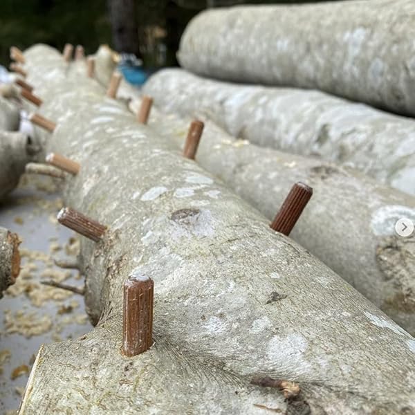 NORTH SPORE ORGANIC SNOW OYSTER (100 CT) MUSHROOM PLUGS FOR LOGS | PREMIUM QUALITY MUSHROOM PLUG SPAWN | HANDMADE IN MAINE, USA | GROW GOURMET MUSHROOMS OUTDOORS ON LOGS