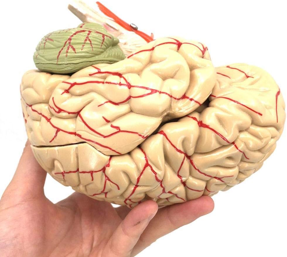 zhuyu Removable Human Brain Model With Base Anatomical Anatomy Model Medical Study Teach Model