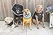 All Four Paws Comfy Cone Pet Cone for Dogs, Cats, X-Small, Black - Comfortable Soft Dog Cone Collar Alternative for After Surgery, Wound Care, Spay, Neuter - Dog and Cat Recovery Elizabethan-Collar