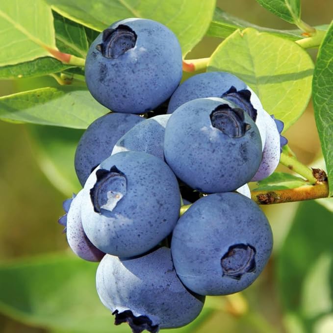 Blueberry Bluecrop 1 shrub Amazon.co.uk Garden & Outdoors