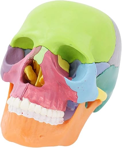 Amazon Co Jp 頭蓋骨可動式頭蓋模型顎関節も再現各部位配色歯科耳鼻科眼科等に歯模型骨格分解可能実物大頭蓋骨模型 ホーム キッチン