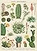 Dandelion and Cacti/Succulent Poster Set of 2 Cavallini 20 x 28 Wrap