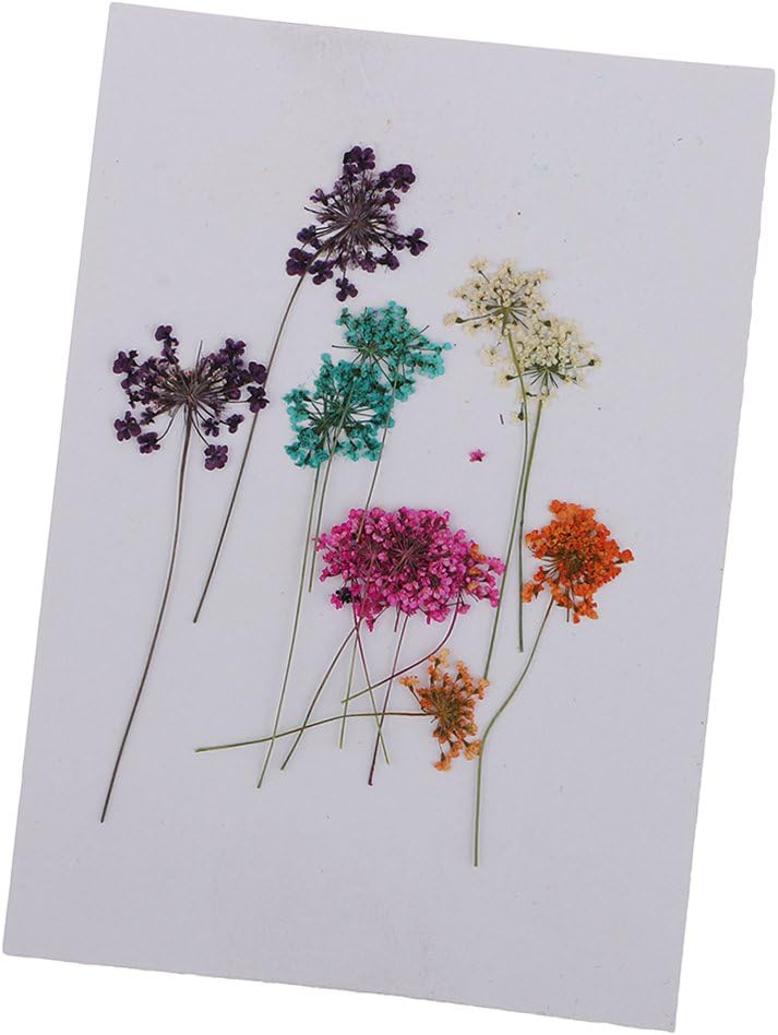 Multiple Real Dry Pressed Dried Flowers Leaves for DIY Scrapbooking Floral Decor Arts Crafts, Set of 10 Colors