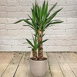 All Occasions Yucca 2 Stem 100cm Indoor Plant – Real House Plant, Next Day view 3