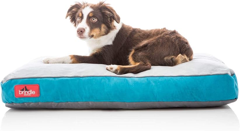 cavalier king charles rehoming