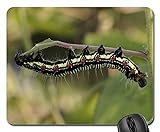 Mouse Pads - Arcte Coerula Larva Caterpillar Insect