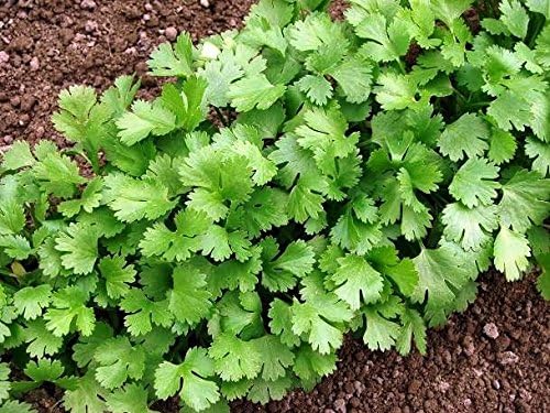 Semillas de cilantro - Coriandrum sativum: Amazon.es: Jardín