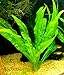 Aquatic Discounts 10+ Feeder/Cleaner Ramshorn Snails, 1/6-1/3 inch - Excellent Tank Cleaners + Great Natural Food for Your Puffers, Loaches, Crayfish, Turtle