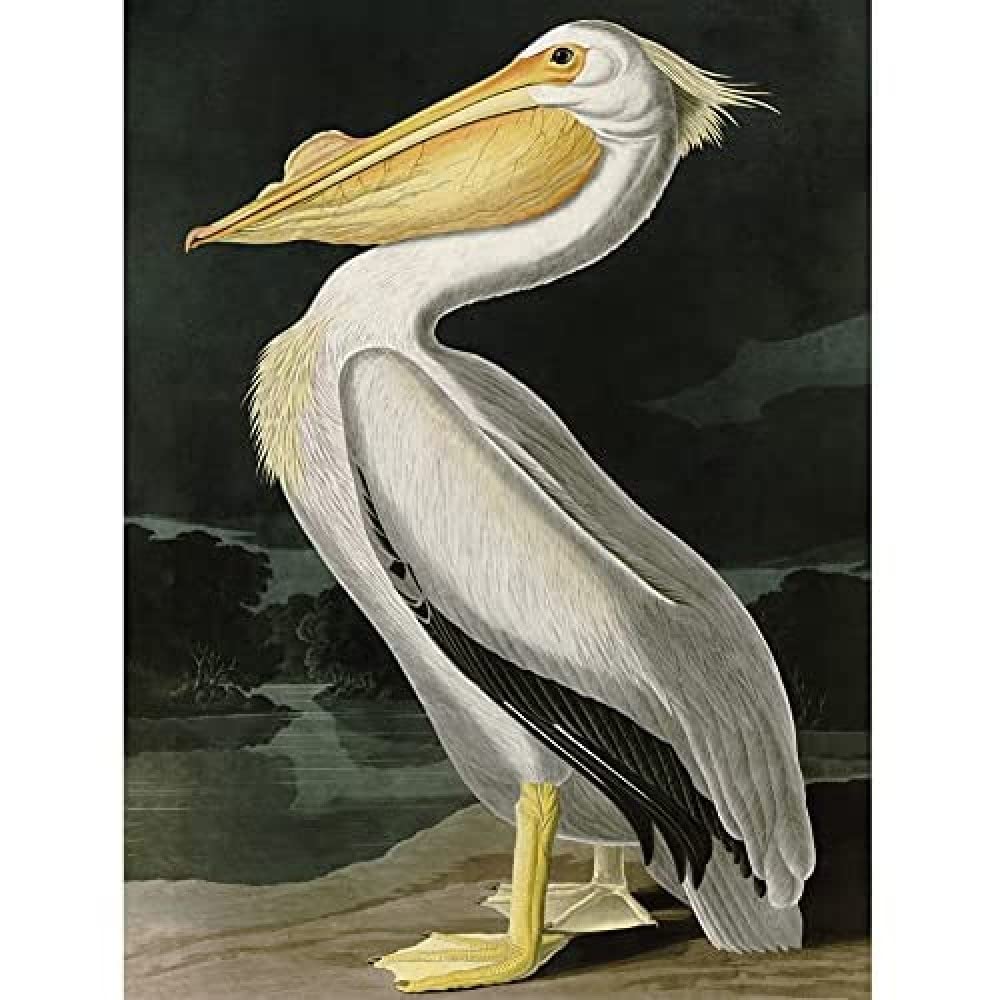 Artery8 Audubon Birds White Pelican Painting Art Print Canvas Premium Wall Decor Poster Mural