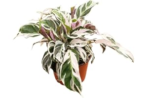 Calathea Fusion White | Live Plant in Growers Pot, Live Indoor, Live, Live Indoor, Green and White, Outdoor Garden and Low Maintenance Houseplant by Coollectiveplants (6" Pot)