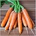 Package of 800 Seeds, Scarlet Nantes Carrot (Daucus carota) Non-GMO Seeds by Seed Needs