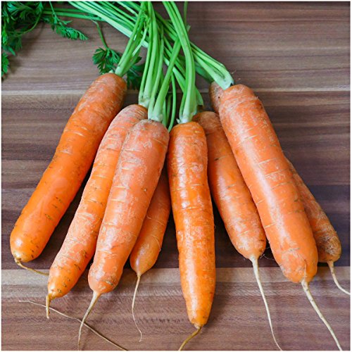 Package of 800 Seeds, Scarlet Nantes Carrot (Daucus carota) Non-GMO Seeds by Seed Needs Package of 800 Seeds, Scarlet Nantes Carrot (Daucus carota) Non-GMO Seeds by Seed Needs