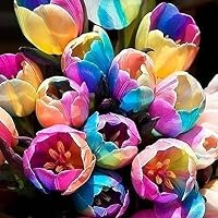 Mosichi 5 Pcs Rare Rainbow Tulip Bulbs Seeds Beautiful Flower Seed Home Garden Plant