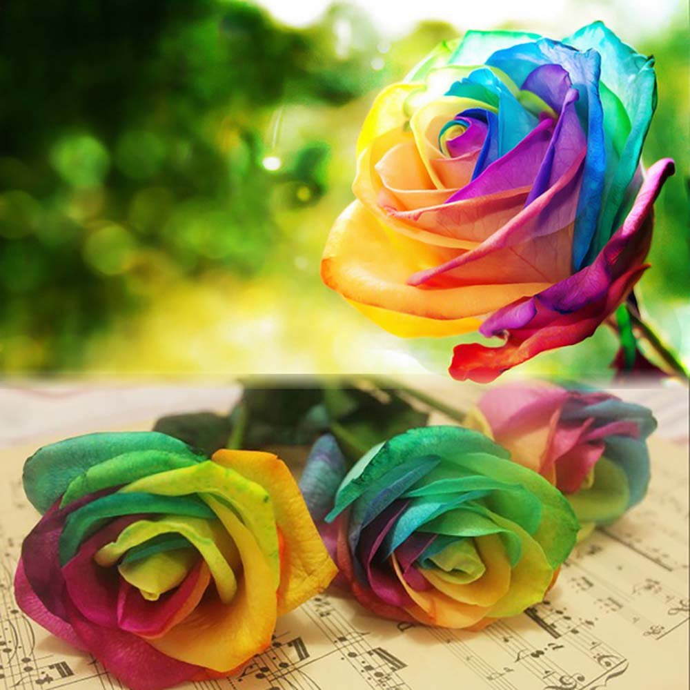 Onbio 500Pcs/Pack Colorful Rose Seeds Perennials Beautiful Flowering Rose Bonsai Plant Seeds Home Garden