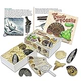 Junior Fossil Collection Box with Study of Fossils Booklet