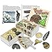 Junior Fossil Collection Box with Study of Fossils Booklet