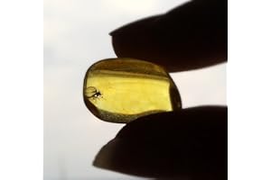 GOLDNUGGETMINER Natural Baltic Amber Fossil with Insect Inside - Beautiful Museum Grade Specimen