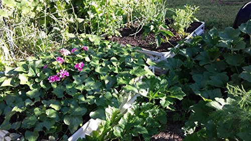 image for Mr. Stacky Metal Raised Garden Bed Kit - Elevated Planter Box For Grow