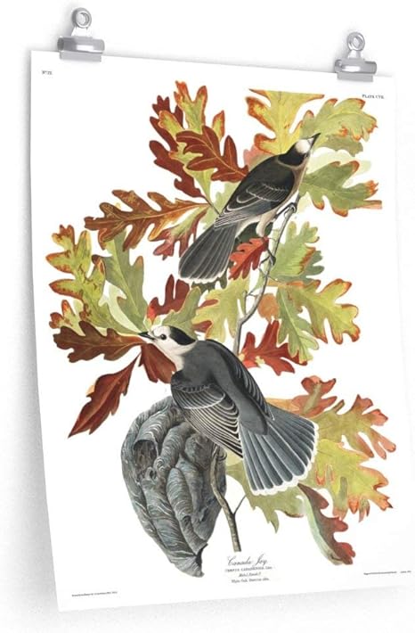 Amazon Canada Jay グレージェイ キャンプ ラバー プレミアムマットプリント アメリカの鳥 オーデュボン ウォールアート ポスター 鳥 ギフト 16 アートフレーム ポスター オンライン通販