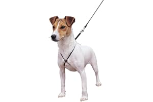 COMPANY OF ANIMALS Coachi Puppy Training Line, Toilet Training, Jumping Up, Running Off, Place Avoidance, Chewing, House Manners, Easy to Use, Lightweight Indoor House Lead. Suitable for Puppies & Newly Acquired Dogs