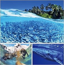 To The Sea 海中写真 A 写真工房ポストカード Ps 009 鍵井 靖章 本 通販 Amazon