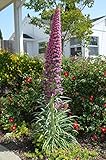 *RARE* GIANT TOWER OF JEWELS *7 SEEDS*#1081