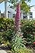 *RARE* GIANT TOWER OF JEWELS *7 SEEDS*#1081