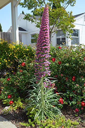 *RARE* GIANT TOWER OF JEWELS *7 SEEDS*#1081 *RARE* GIANT TOWER OF JEWELS *7 SEEDS*#1081