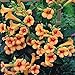 Indian Summer Trumpet Vine Plant - Campsis - 2.5" Pot