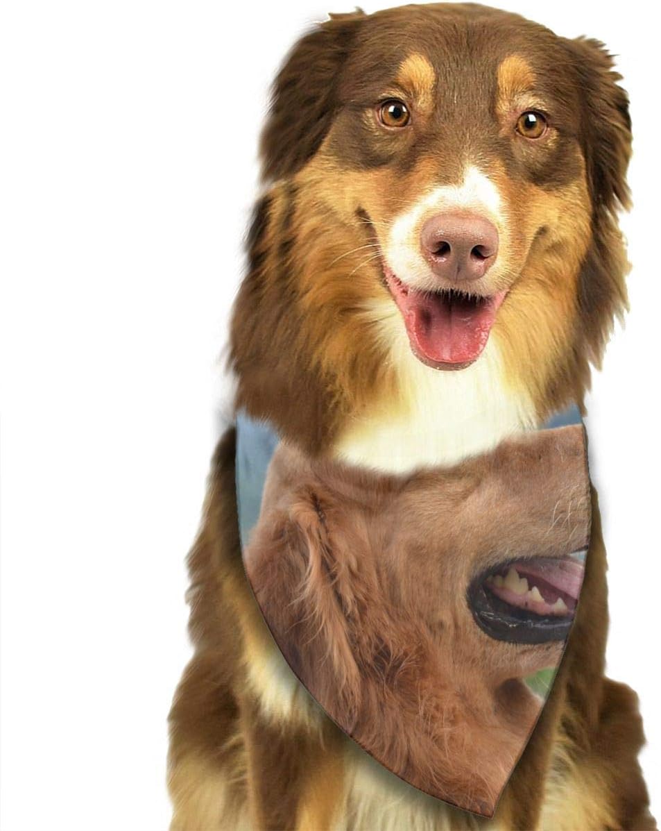 golden retriever puppy bandana