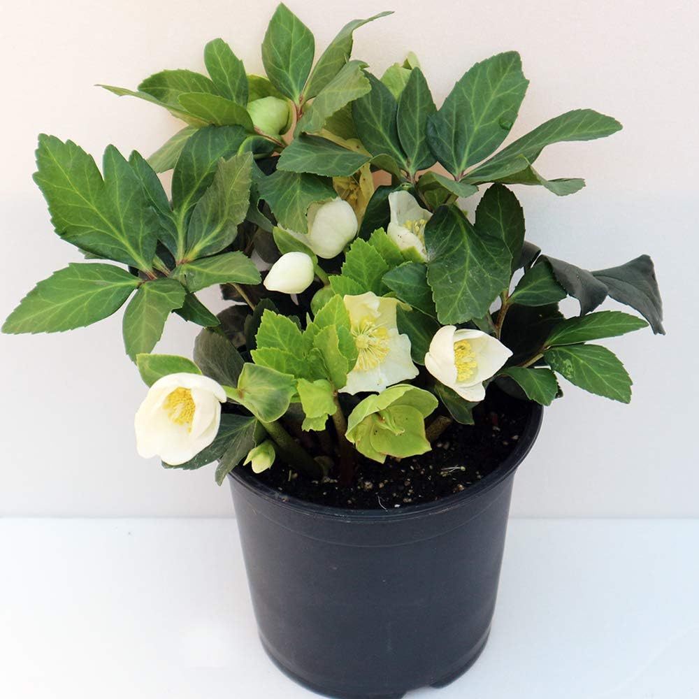 Amazon 早咲きクリスマスローズ ニゲル マリア ニューハイブリッド 5号ポット苗 実生苗 品種で選べる花苗 1個売り ニゲルは年内に開花する品種で マリアシリーズは がく片 花弁のように見える部分 が大きく 見ごたえのある丸弁の可愛い白花を沢山咲かせます