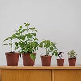 Muzhira 10pcs Seed Starting Pots 13.6cm Plastic Nursery Plant Containers view 6