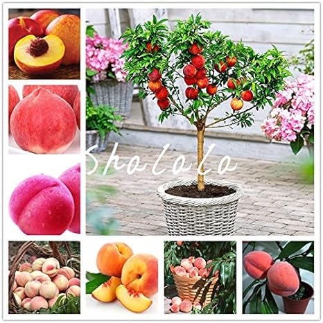 Amazon Co Jp ビッグプロモーション 工場への家庭菜園簡単おいしいジューシーな肉のフルーツ多年草非gmo植物を食べる桃盆栽ツリー1個 混合 ホーム キッチン