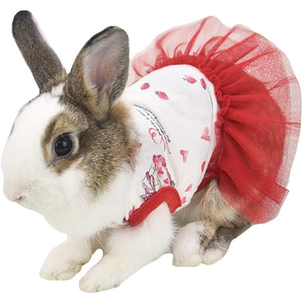 rabbit christmas outfits