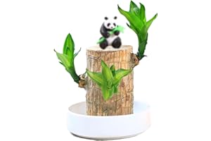 Rezebu Brazilian Wood Plant – Natural Desktop Decoration with Plastic Tray – Unique Brazilian Lucky Wood Hydroponic Plant (B)