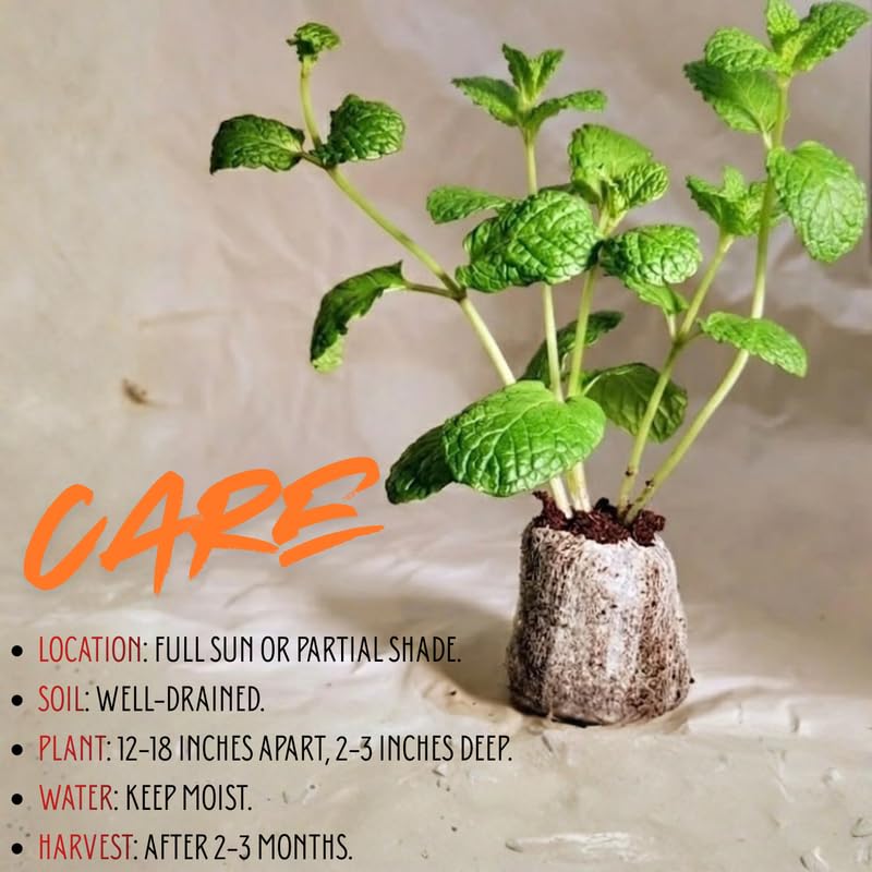 DMOH Sets of 3 Mojito Mint Plants - Live Fast Growing Culinary Herb for Spring Planting - Cold Hardy Indoor Outdoor Garden