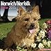 Norwich / Norfolk Terrier Calendar - Breed Specific Norwich / Norfolk Terrier Calendar - 2015 Wall calendars - Dog Calendars - Monthly Wall Calendar by Avonside