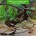 SunGrow Catappa Indian Almond Leaves, 7-8 Inches, for Freshwater Shrimps and Tropical Fish