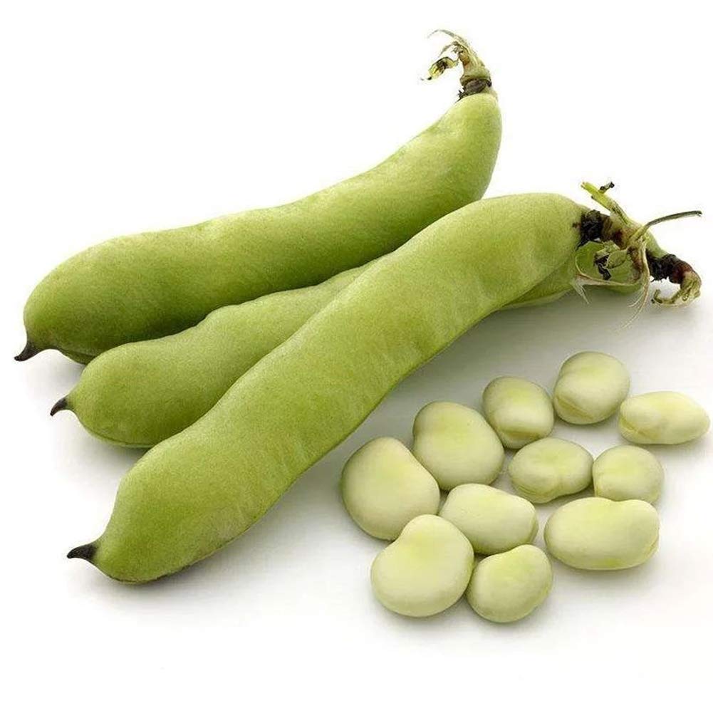 Buy Broad Bean Lima Bean 10pcs (Phaseolus vulgaris) Oganic Fresh Bush