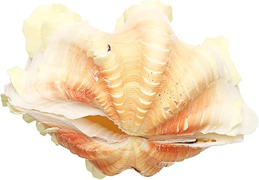 Get Decorations de la mer pour la maison For Android