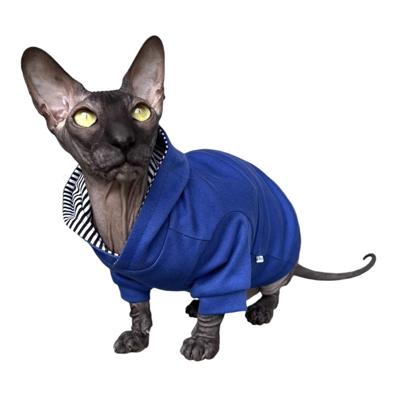 Kotomoda Sphynx Cat's Hoodie Royal Blue Naked Cat Hairless Cat Clothes (S) — image 1