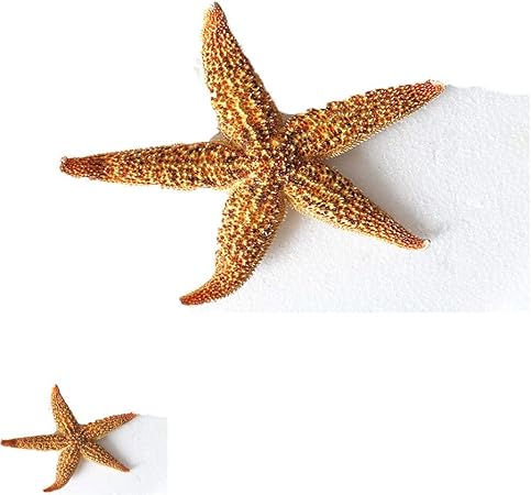 Download Decor de plage cotiere For Android