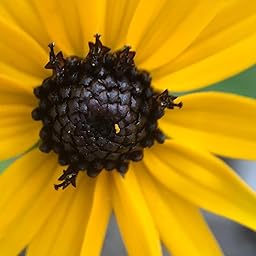 Amazon.com: iPhone Camera Lens and Smartphone Lens Kit by