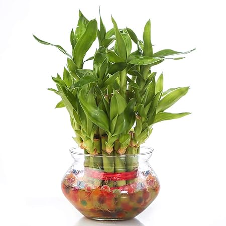 Real Nature 2 Layer lucky Bamboo Plant In Beautiful Glass Bowl With Coloured Jelly Balls