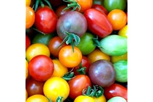 ZELLAJAKE FARM AND GARDEN Rainbow Cherry Tomato Seeds - Solanum lycopersicum - 30 Seeds, 1/20 Gram - B94